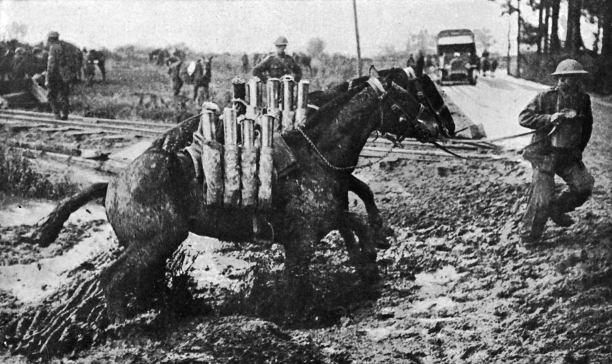 Horses In World War 1